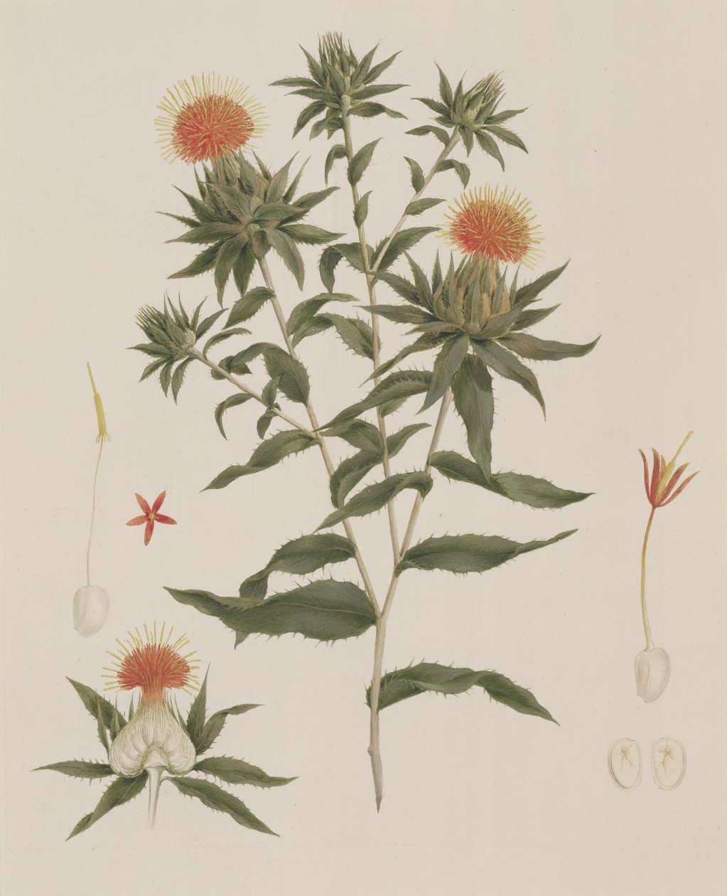 苏萨（叶子，花朵和细节）以前归因于詹姆斯布鲁斯（1730-94）（纸上的石墨） 作者 路易吉·巴鲁加尼（Luigi Balugani）
