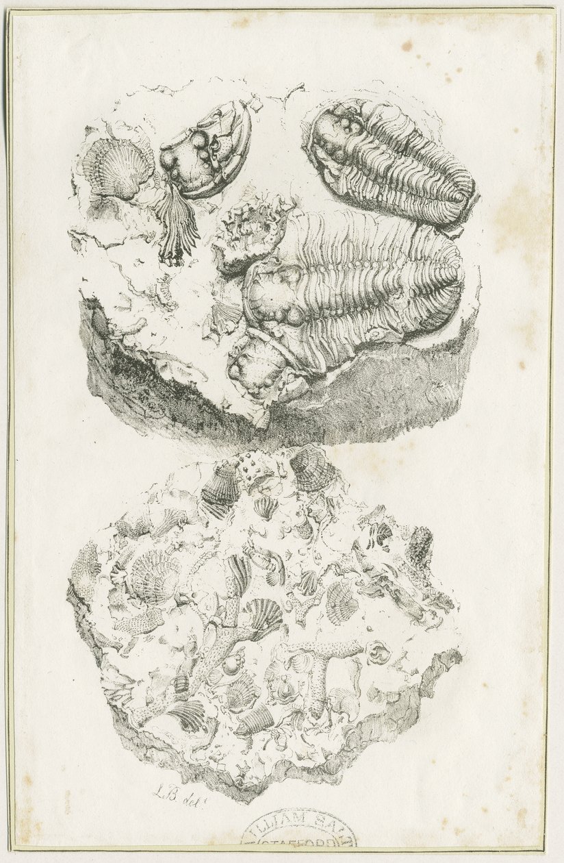 杜德利--化石：石版画，nd [约1825] (印刷品) 作者 卢克·布克