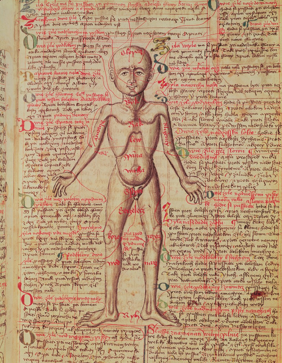 解剖人体，来自&39;Tractatus de Pestilencia&39; 作者 M，阿尔比克