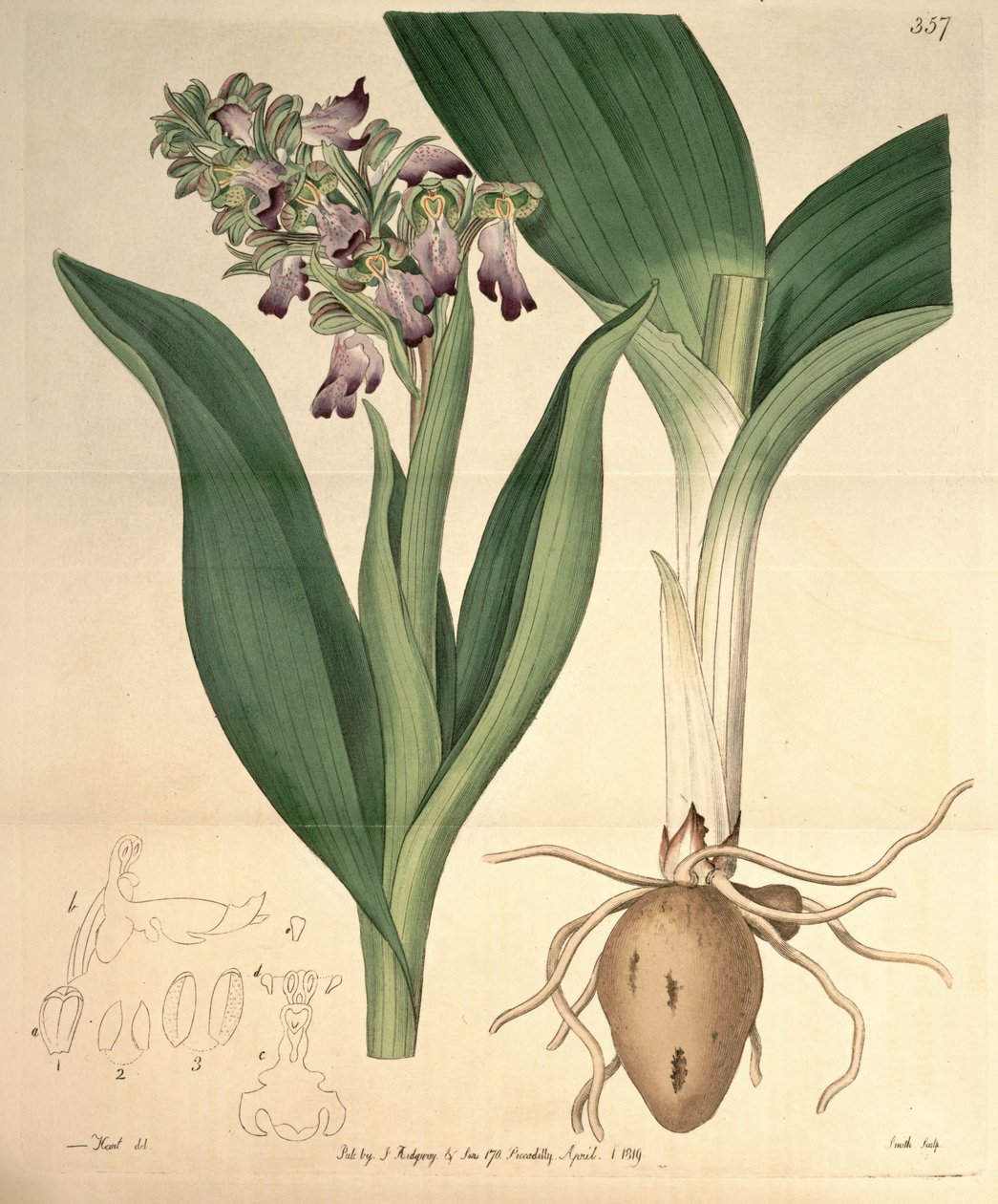 Barlia robertiana的插图（作为syn.Orchis longibracteata Biv。） 作者 哈特