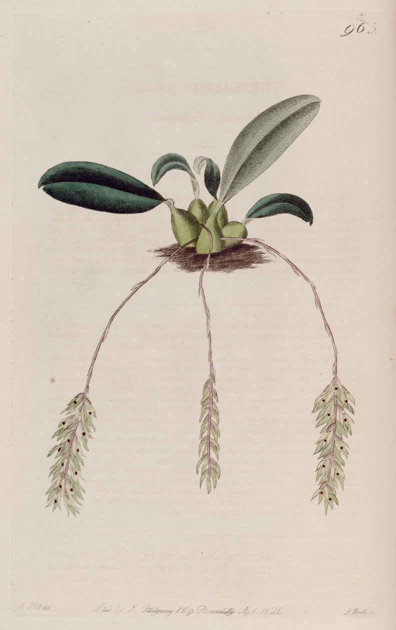Bulbophyllum摆的例证（作为syn.Tribrachia pendula） 作者 哈特