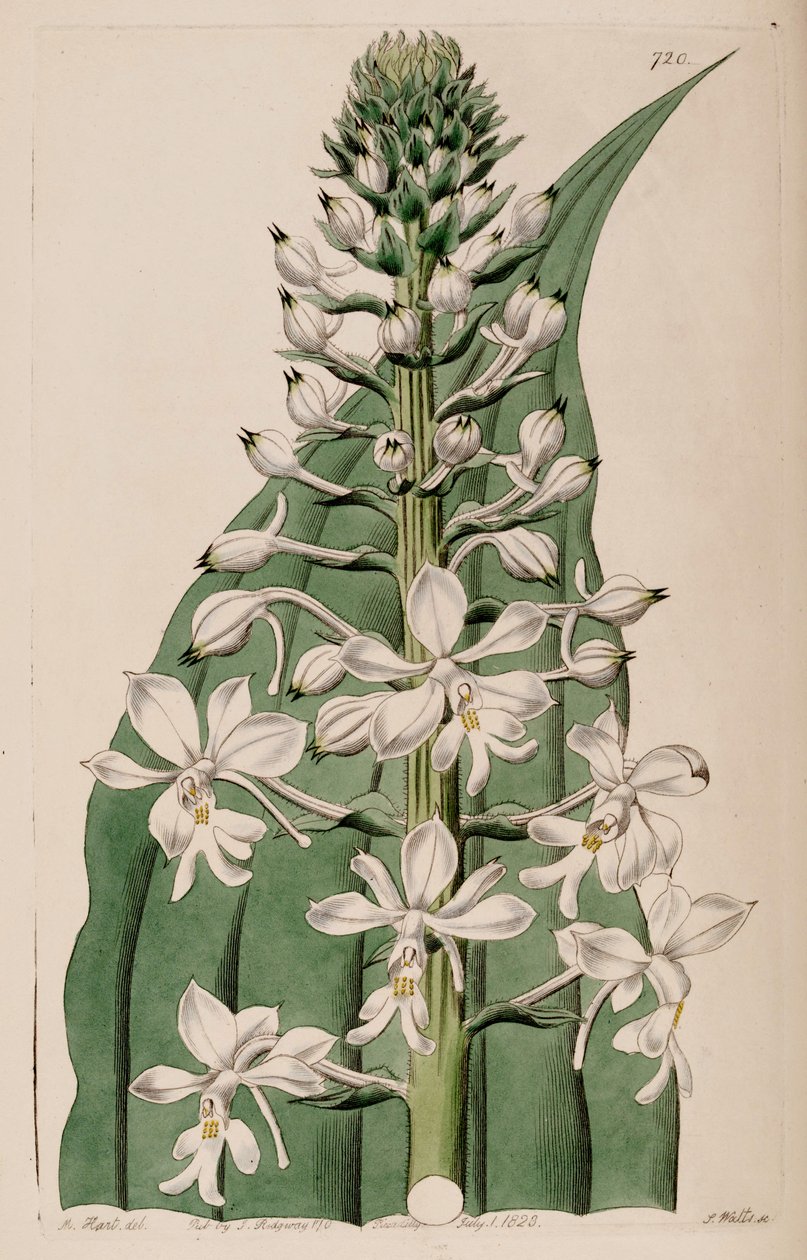 Calanthe triplicata的插图（作为syn.Calanthe veratrifolia）（inflorescece） 作者 哈特