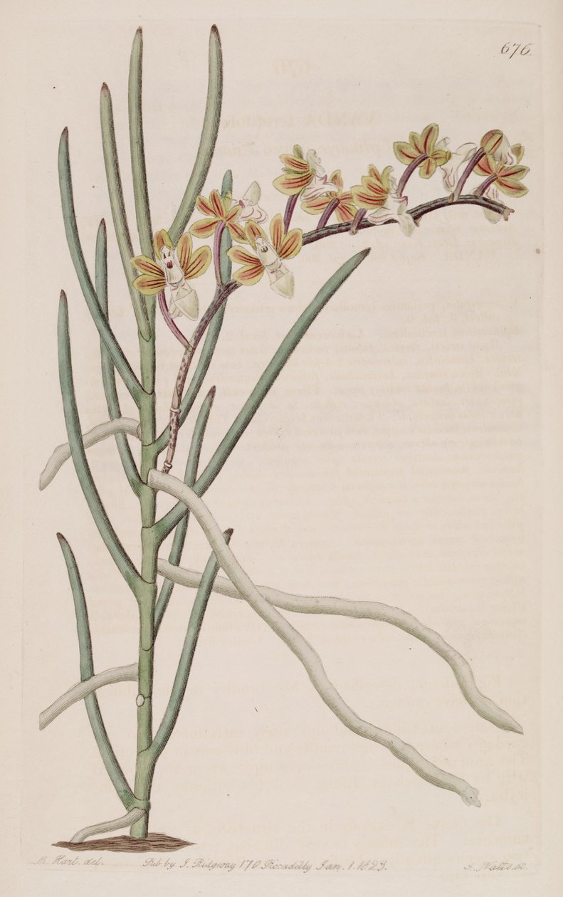 Cleisostoma simondii的插图（作为同义词.Vanda teretifolia） 作者 哈特