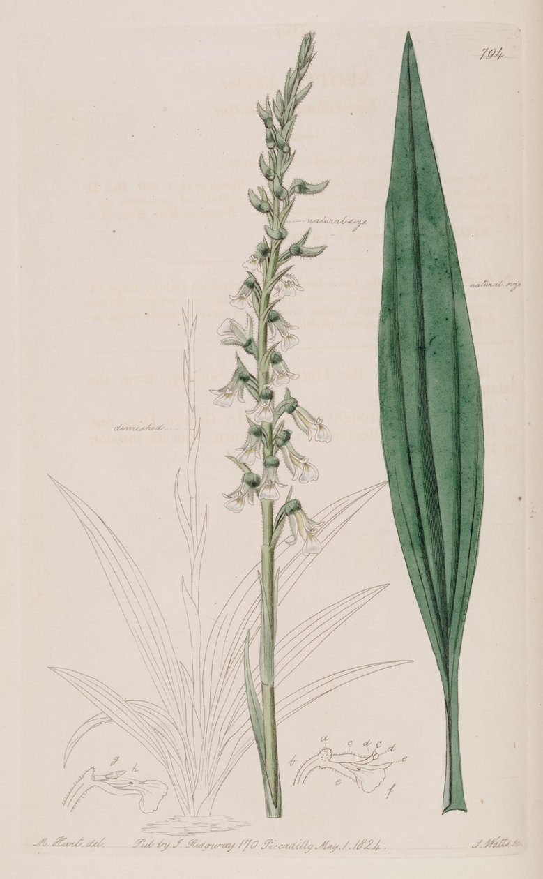 Cyclopogon双色（syn.Neottia bicolor）的插图 作者 哈特