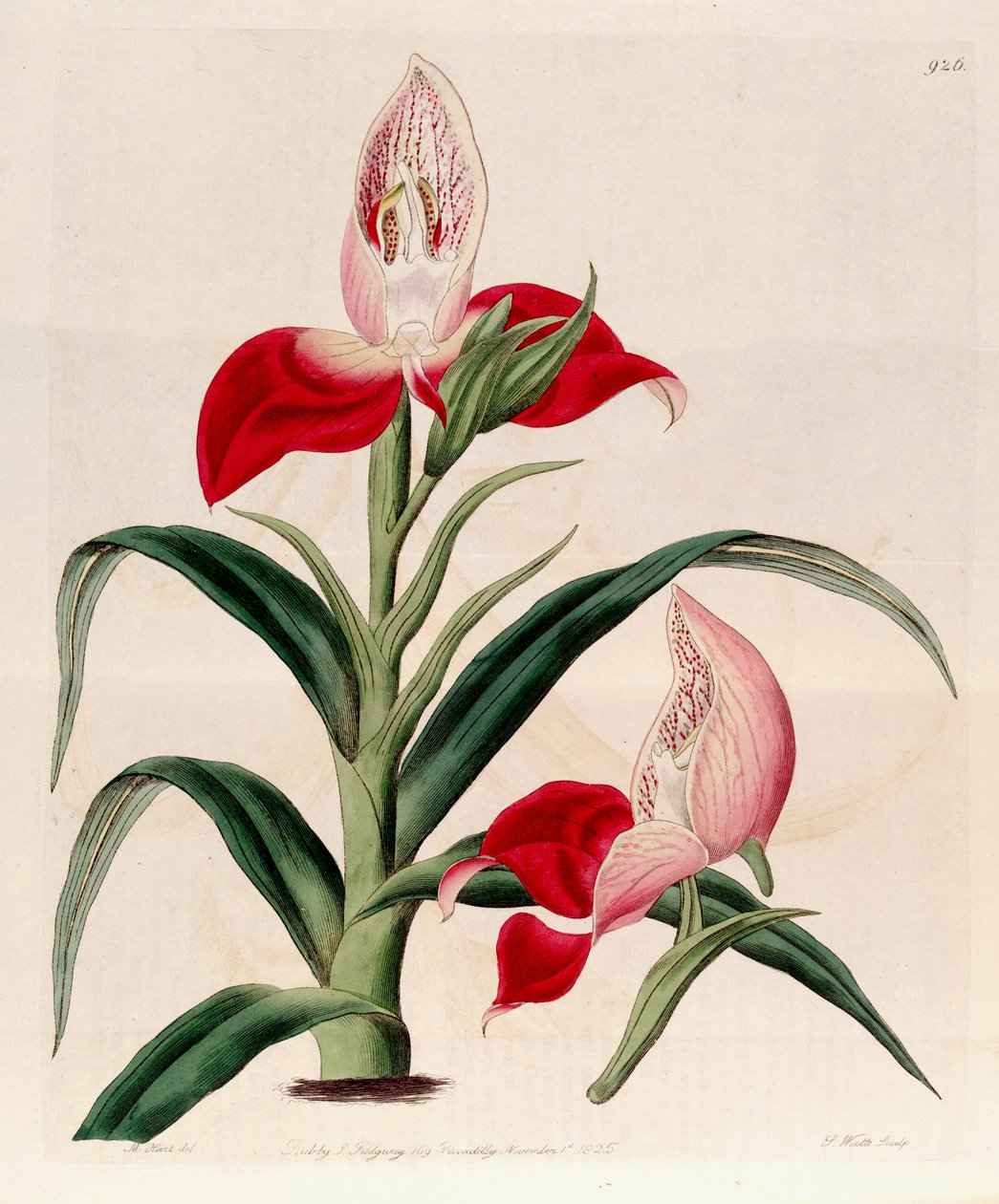Disa uniflora的插图（作为syn.Dado grandiflora） 作者 哈特