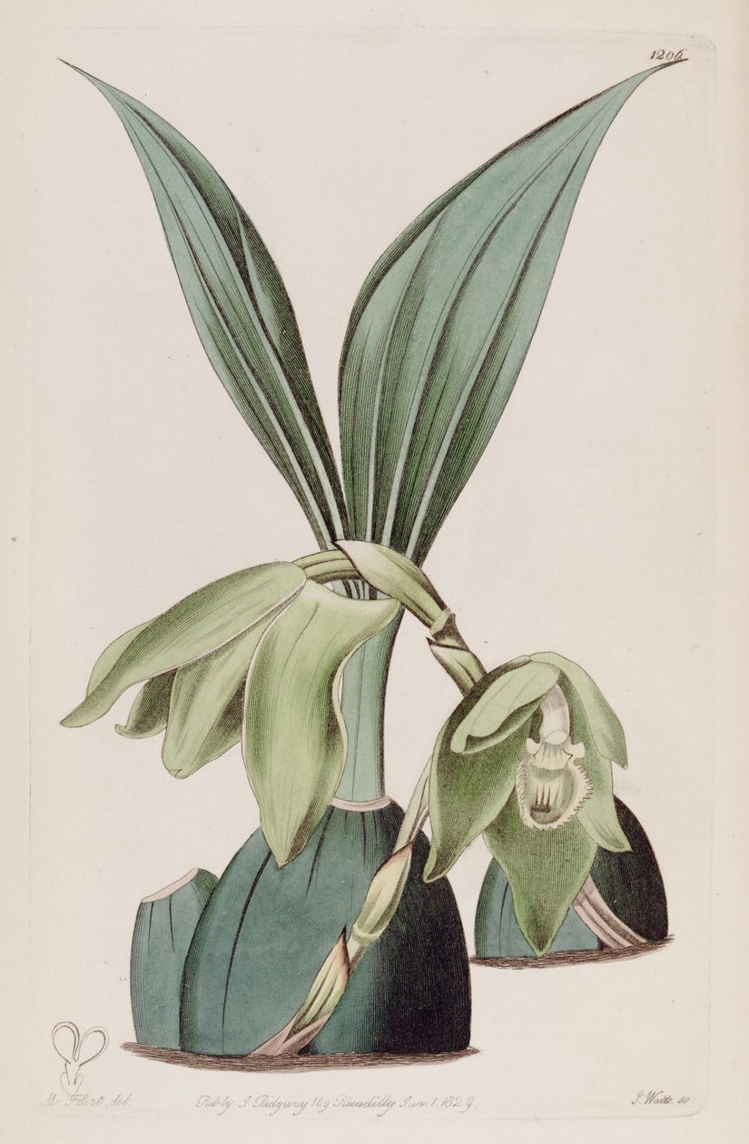 Ida ciliata的插图（作为syn.Maxillaria ciliata） 作者 哈特