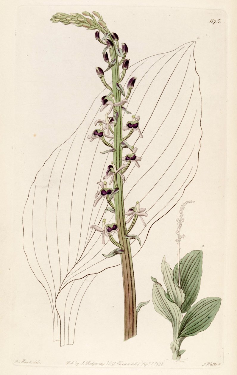 Liparis nervosa ssp的例证。 nervosa（as.Liparis elata） 作者 哈特