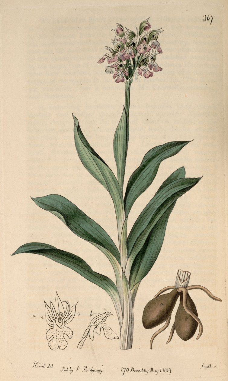 Neotinea tridentata子的例证。 tridentata（as syn.Orchis variegataAll。） 作者 哈特