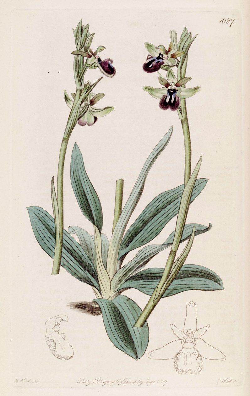 Ophrys sphegodes subsp的例证。 atrata（as.Ophrys atrata） 作者 哈特