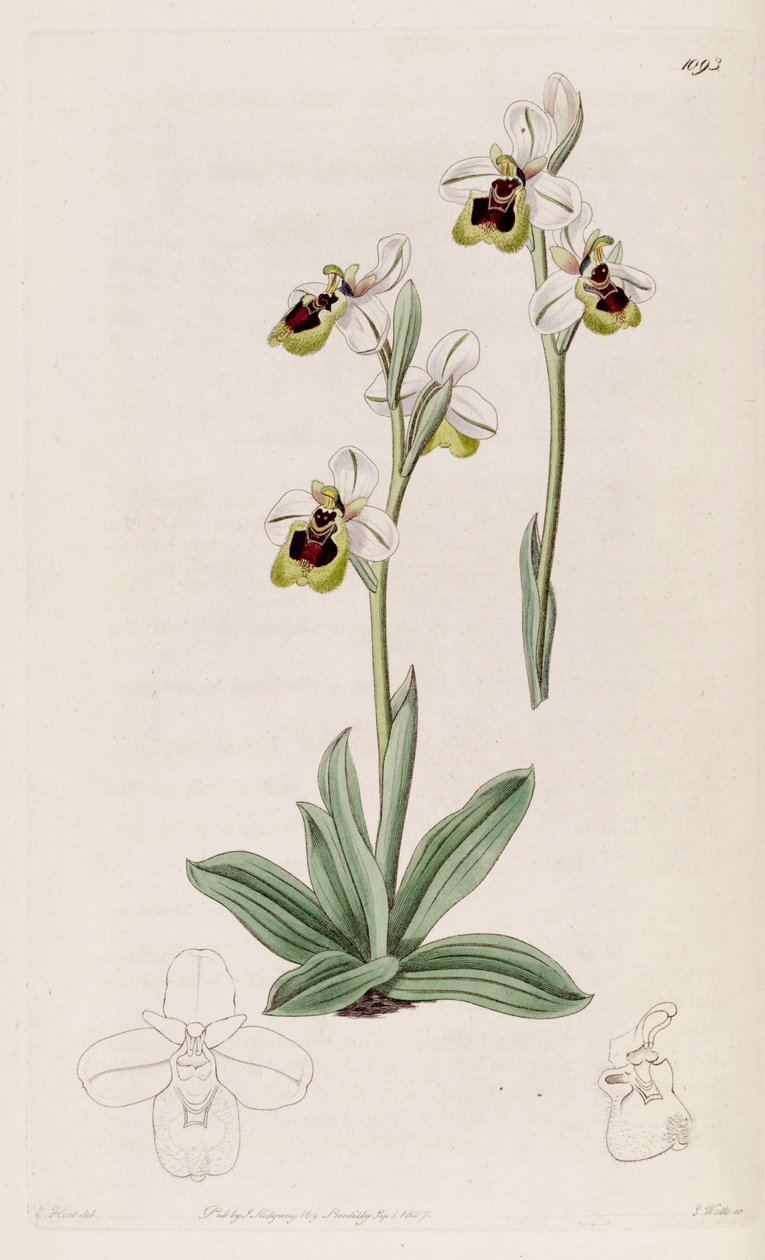 Ophrys tenthredinifera的例证 作者 哈特