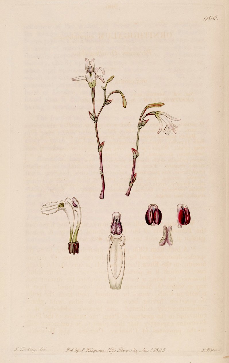 Pogonia ophioglossoides（作为Pogonia pendula的儿子）的插图 作者 哈特