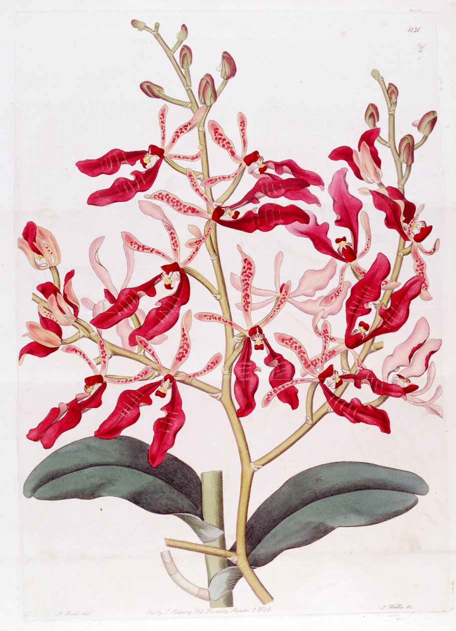 Renanthera coccinea的例证 作者 哈特