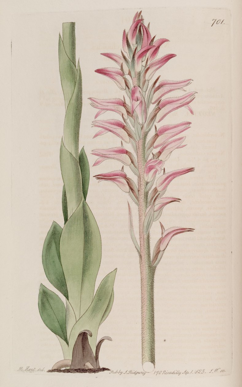 Sacoila lanceolata（as.Neottia orchioides）的插图 作者 哈特