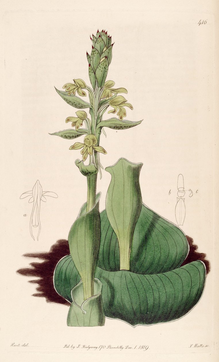 Satyrium bicome的插图（SYN。Satyrium cuculiate） 作者 哈特