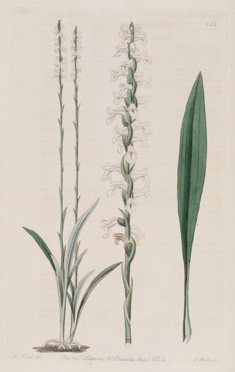 Spiranthes cernua的例证 作者 哈特