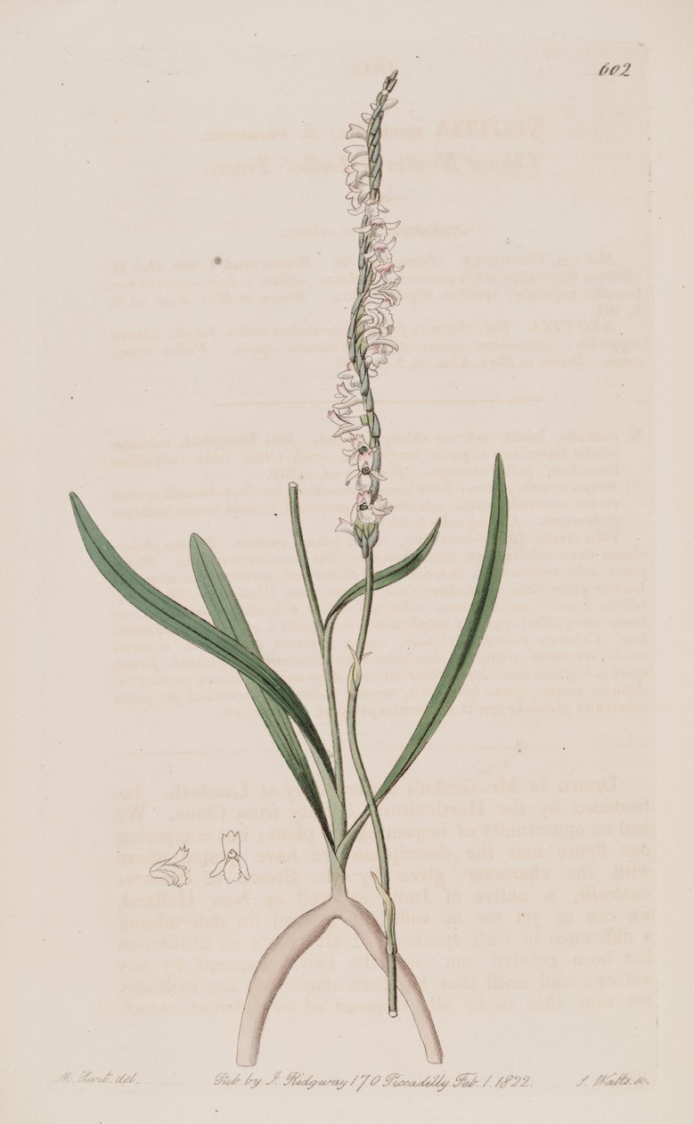 Spiranthes sinensis的例证（作为Neottia australis syn。） 作者 哈特