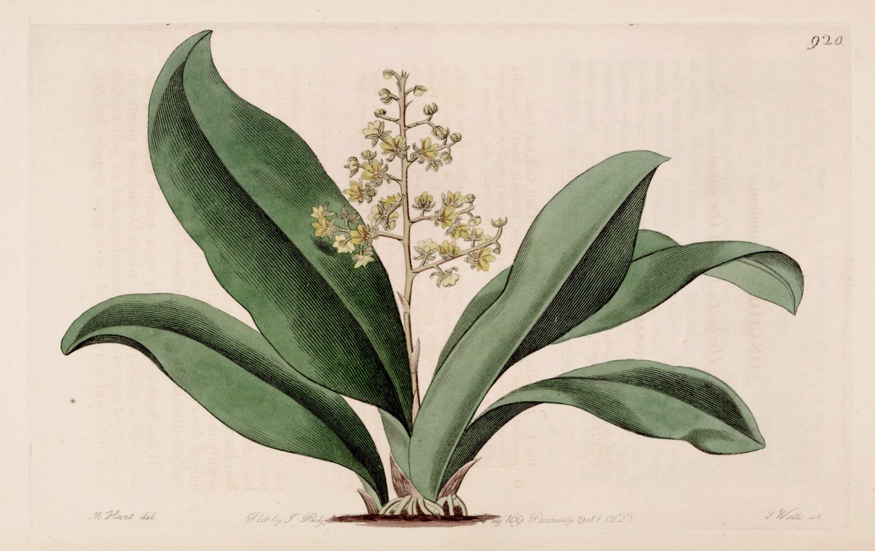 Trichocentrum pumilum的插图（作为syn.Oncidium pumilum） 作者 哈特