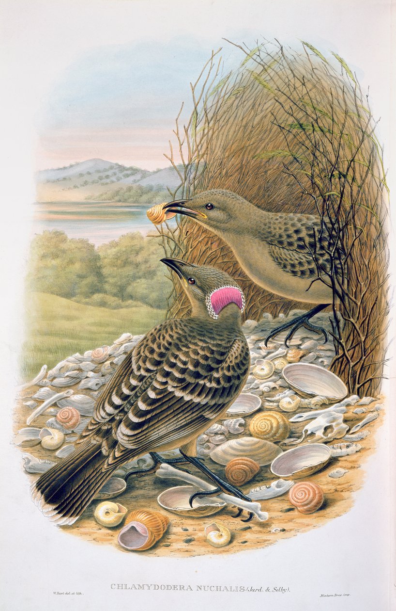 Chlamydera Nuchalis，伟大或伟大的灰色Bowerbird 作者 哈特