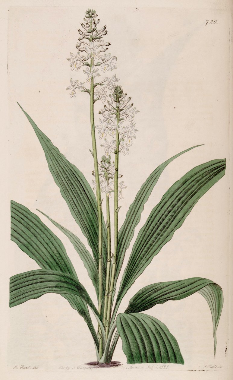 Calanthe triplicata（作为副生Calanthe veratrifolia）（植物）的插图 作者 哈特
