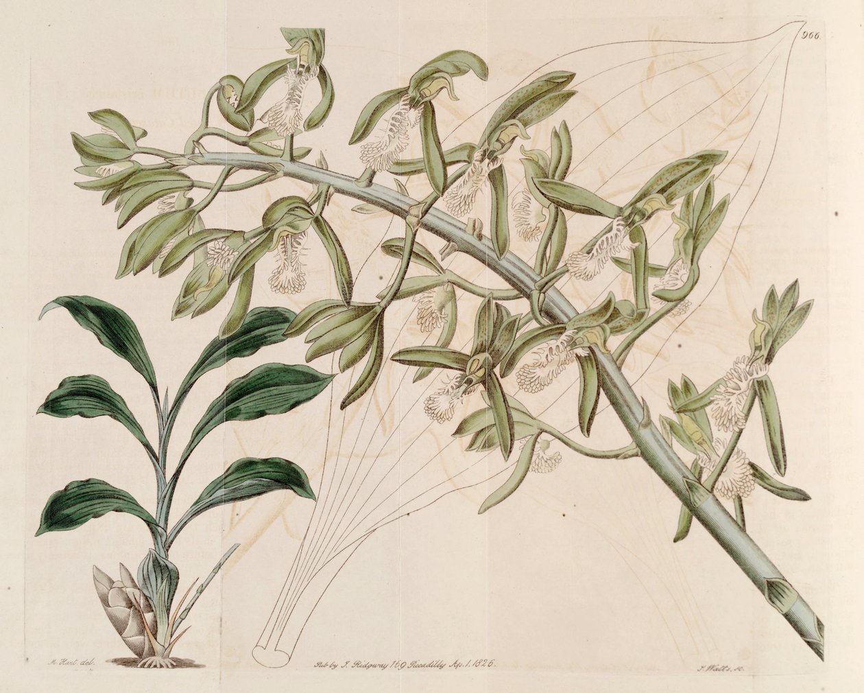 Catasetum cistatum 的插图 作者 哈特