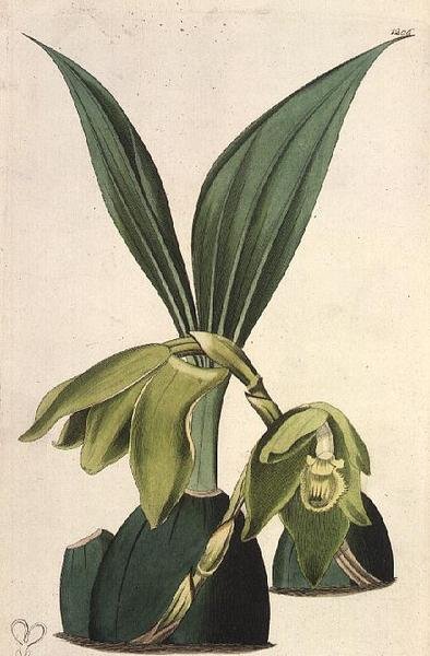 兰花。Maxillaria ciliaris, 作者：M. Hart (fl.1829), 由I. Ridgway出版 作者 哈特