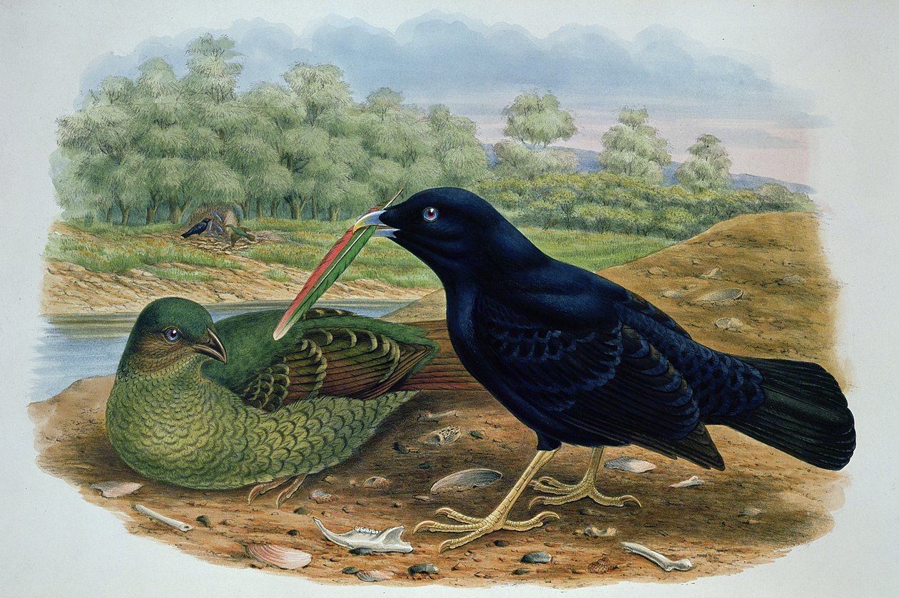 Ptilonorhyncus Violaceus，Satin Bowerbird 作者 哈特