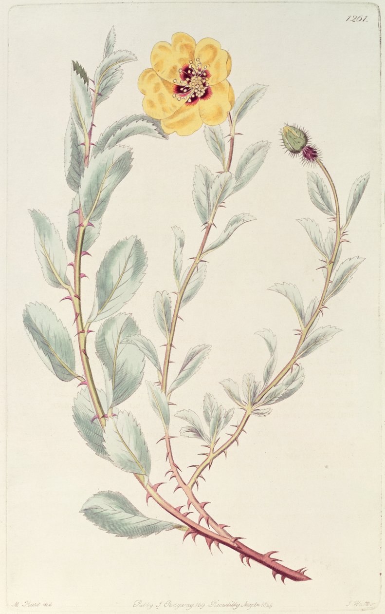 罗斯：植物记录中的波斯语，1829年出版 作者 哈特