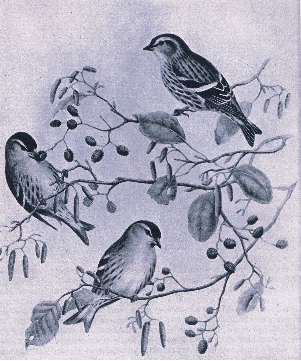 英国的Siskins，1946年由柯林斯出版 作者 哈特