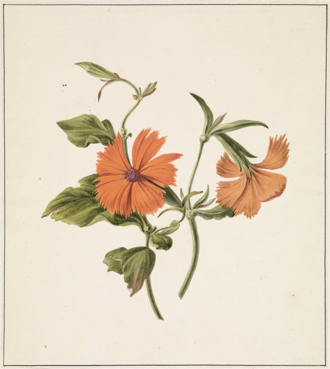 啫喱玫瑰（Rosa Chinensis Lutea） 作者 M. de Gijselaar