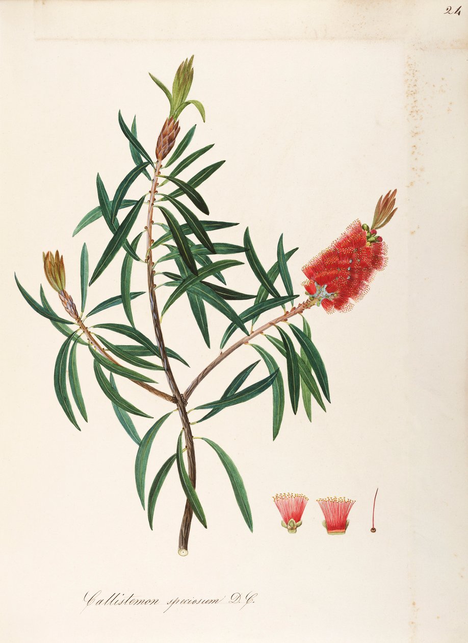 奥尔巴尼瓶子草（Callistemon speciosum DC），桃金娘科，宿叶灌木，原产于澳大利亚，水彩画 作者 马达莱娜丽莎穆西诺