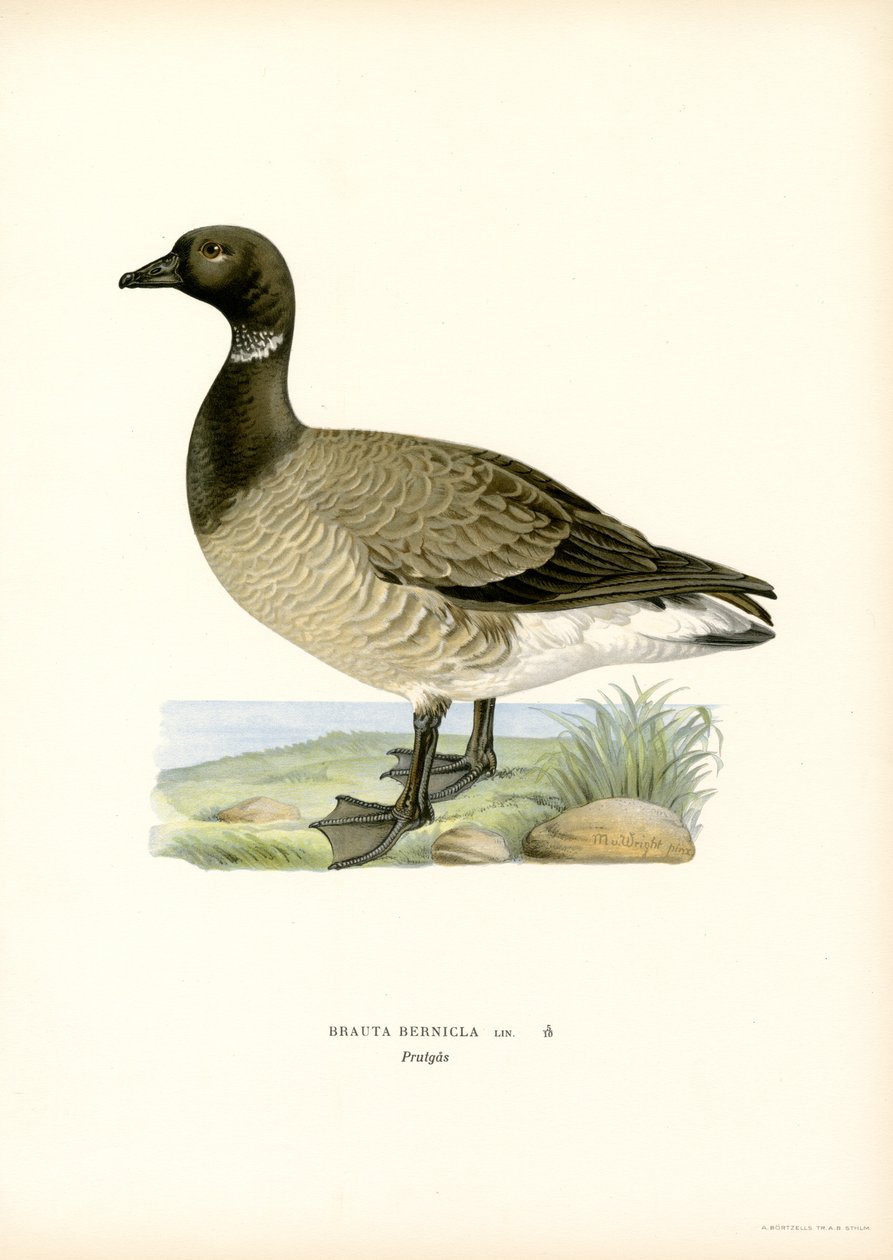 Brant Goose（彩色平版印刷） 作者 马格努斯·费迪南德和威廉·冯·赖特