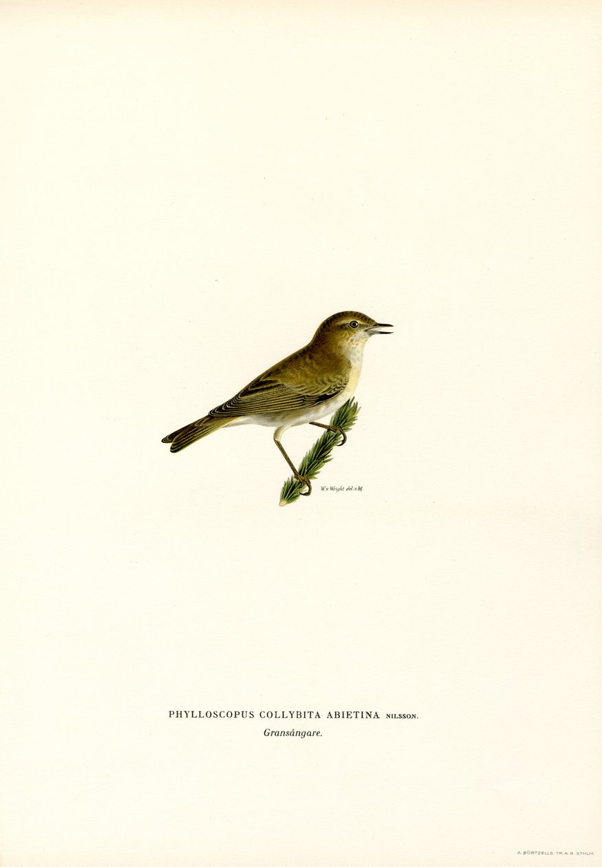 Chiffchaff（彩色平版） 作者 马格努斯·费迪南德和威廉·冯·赖特