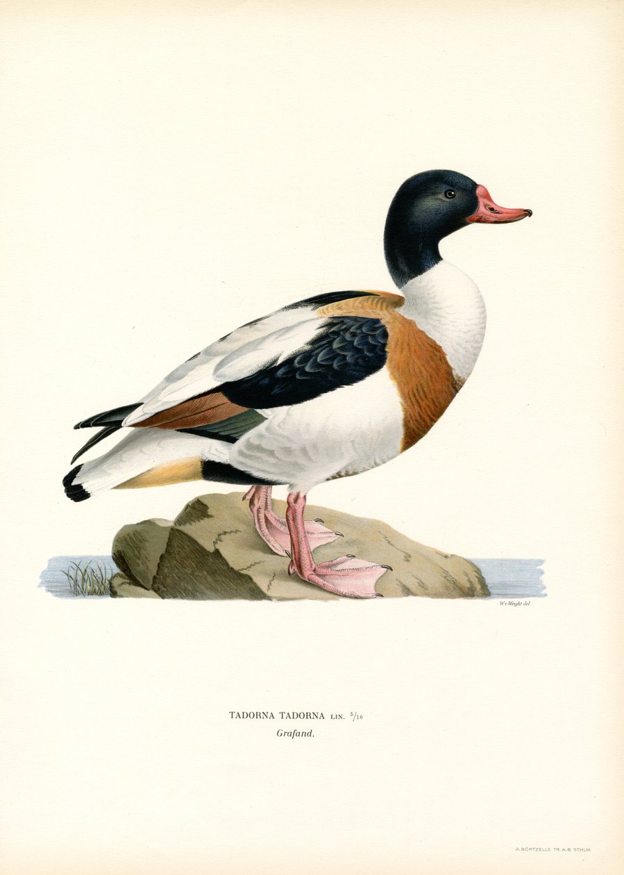 普通 Shelduck（彩色光刻） 作者 马格努斯·费迪南德和威廉·冯·赖特
