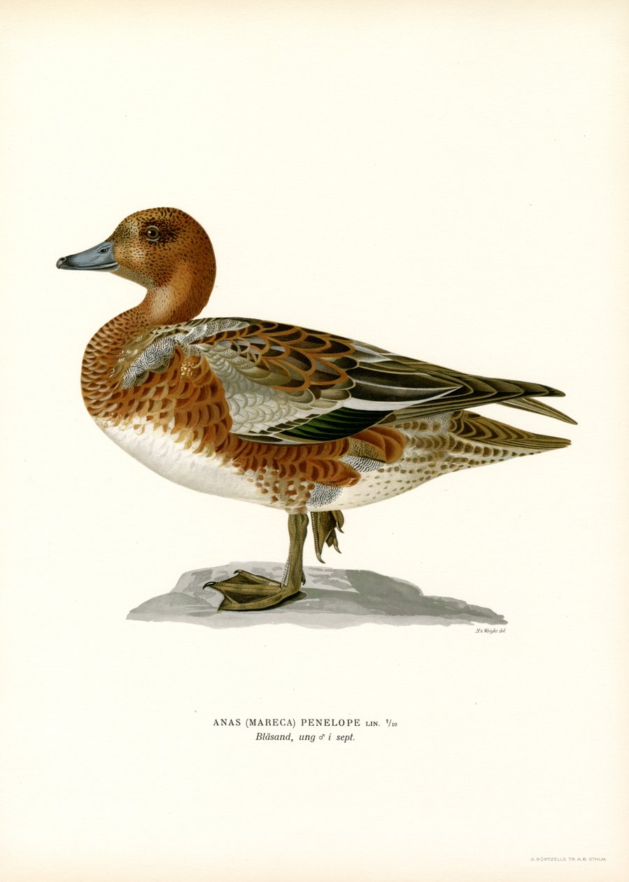 欧亚 Wigeon（彩色光刻） 作者 马格努斯·费迪南德和威廉·冯·赖特