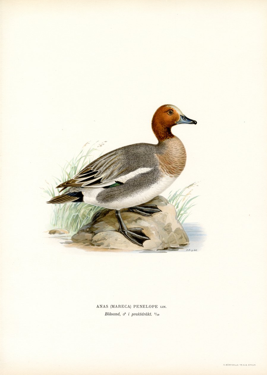 欧亚 Wigeon（彩色光刻） 作者 马格努斯·费迪南德和威廉·冯·赖特