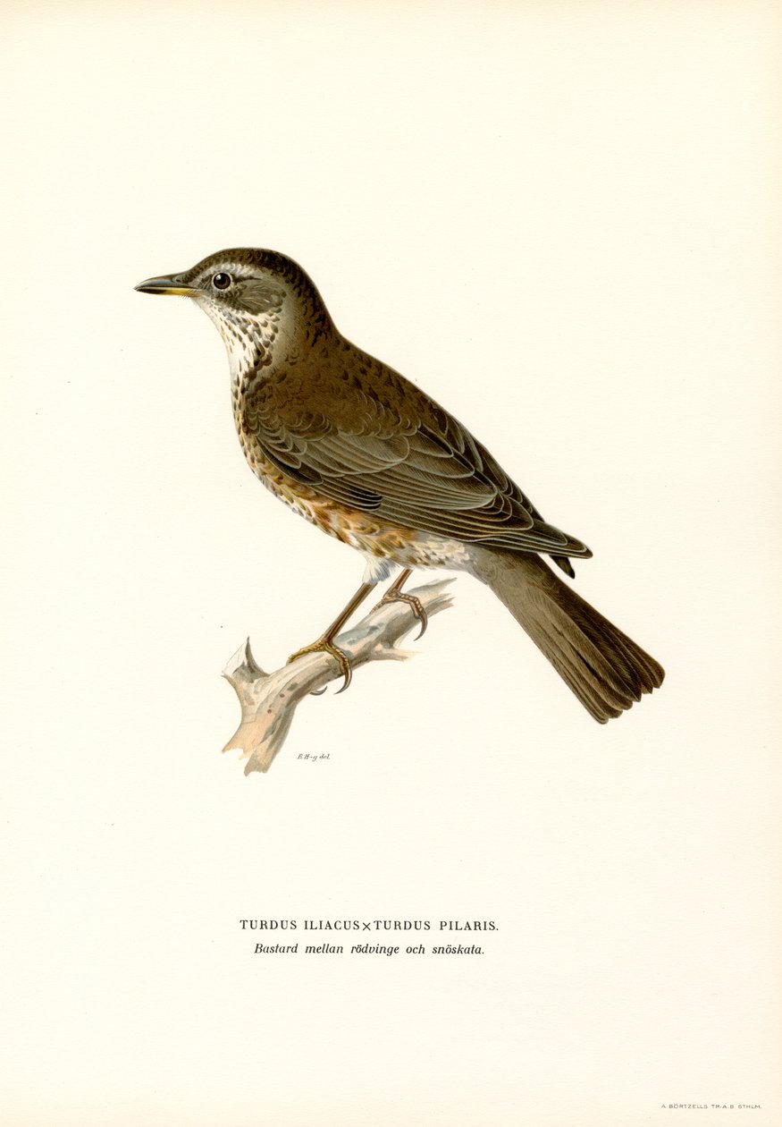Fieldfare（彩色光刻） 作者 马格努斯·费迪南德和威廉·冯·赖特