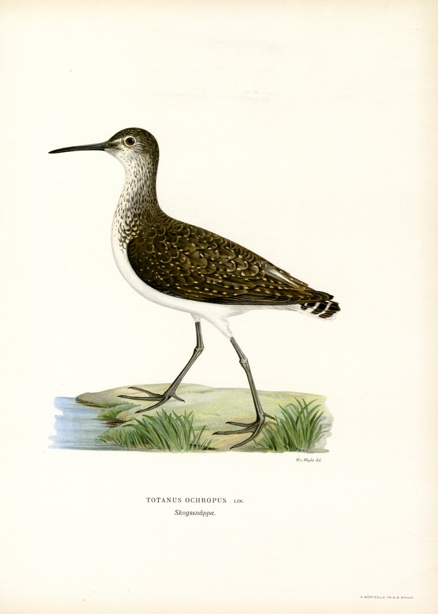 Green Sandpiper (colour litho) 作者 马格努斯·费迪南德和威廉·冯·赖特