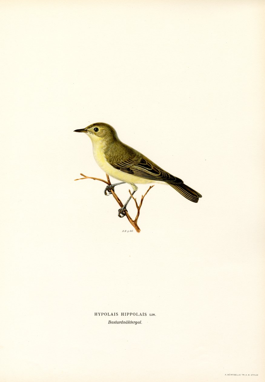 Icterine Warbler (colour litho)   1398807   zh       chinese Successfully Translated  Original: Self-Portrait Translat: Self-Portrait 1427187 zh chinese Successfully Translated Original: ein einzelnes Alien, teils Giftpfeilfrosch + teils Hund 3 Translat: e 作者 马格努斯·费迪南德和威廉·冯·赖特