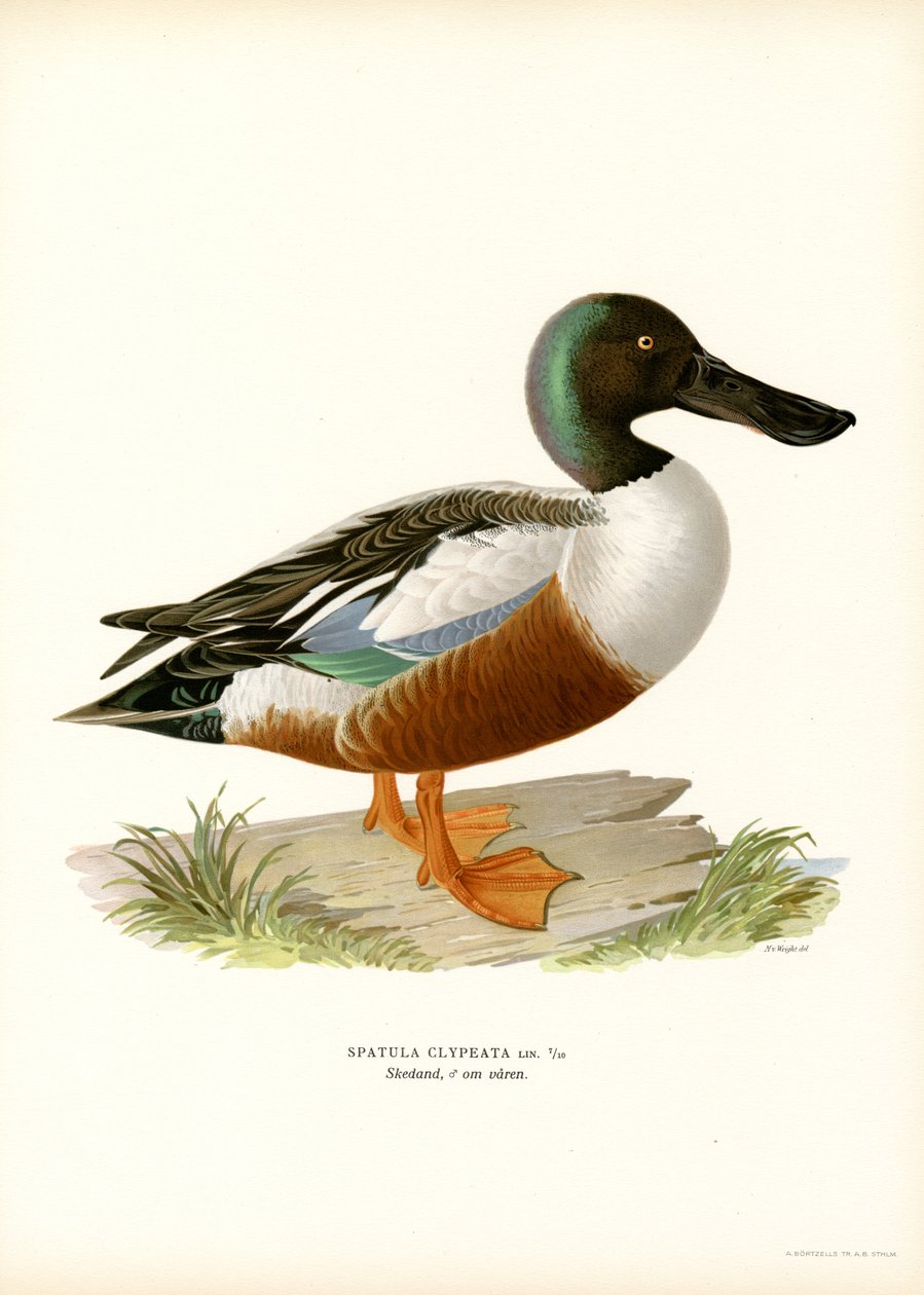 Northern Shoveler（彩色平版印刷） 作者 马格努斯·费迪南德和威廉·冯·赖特