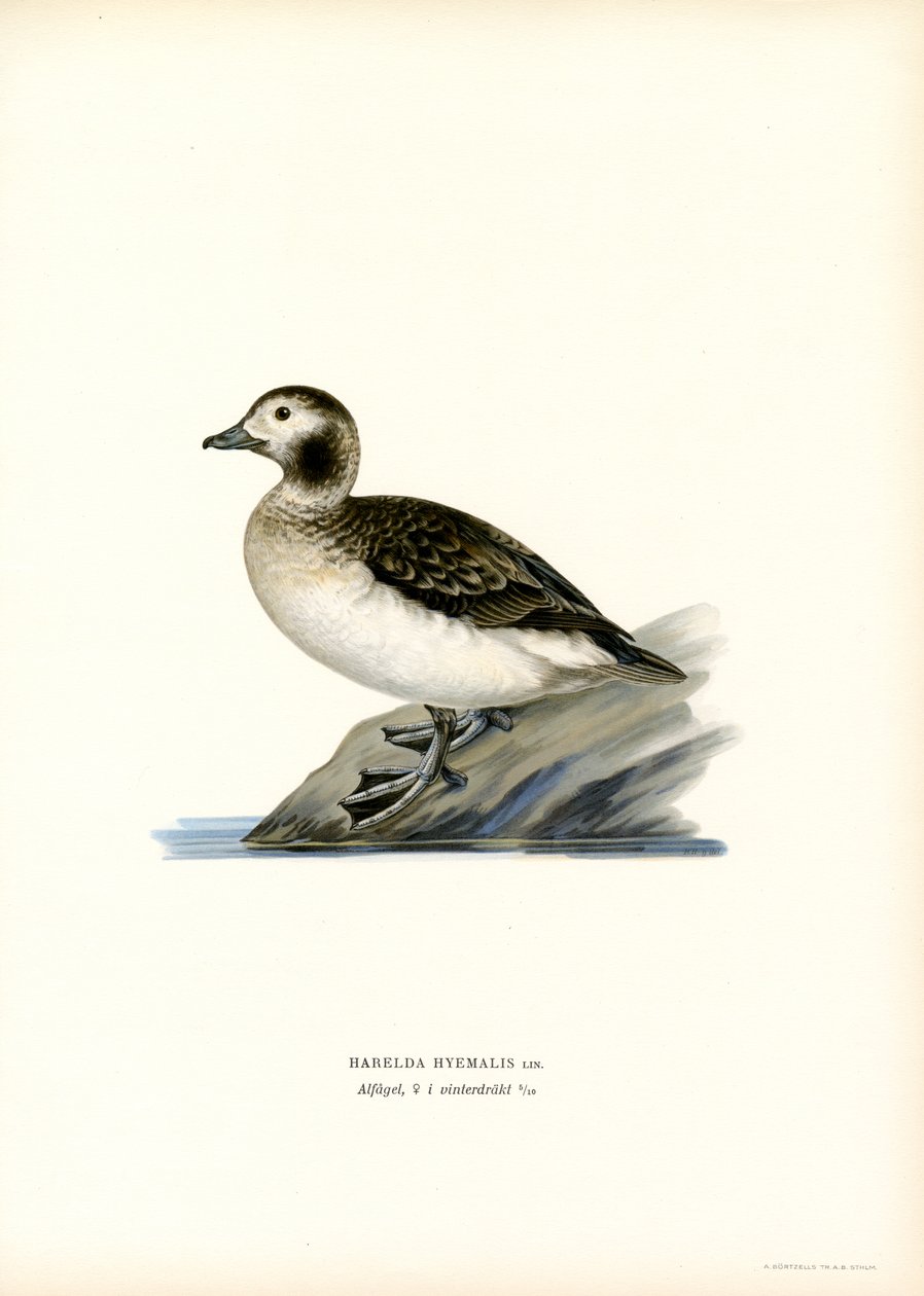 Oldsquaw Duck（彩色光刻） 作者 马格努斯·费迪南德和威廉·冯·赖特