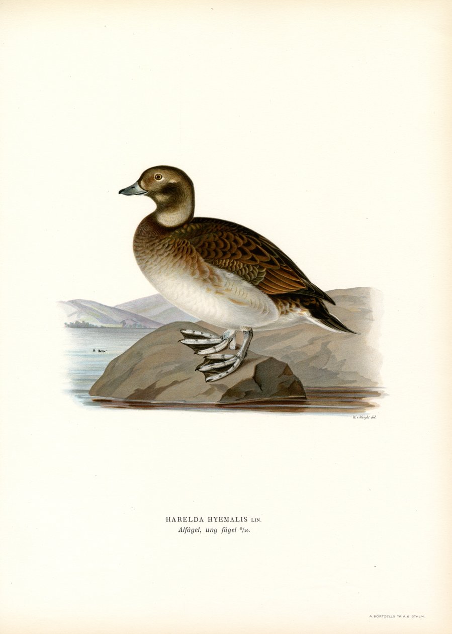 Oldsquaw Duck（彩色光刻） 作者 马格努斯·费迪南德和威廉·冯·赖特