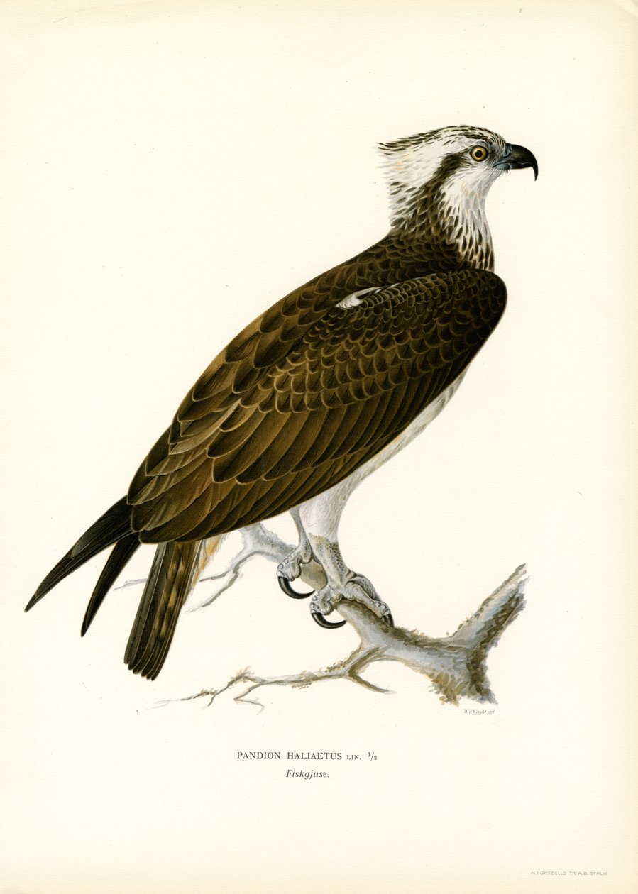 Osprey (colour litho) 作者 马格努斯·费迪南德和威廉·冯·赖特