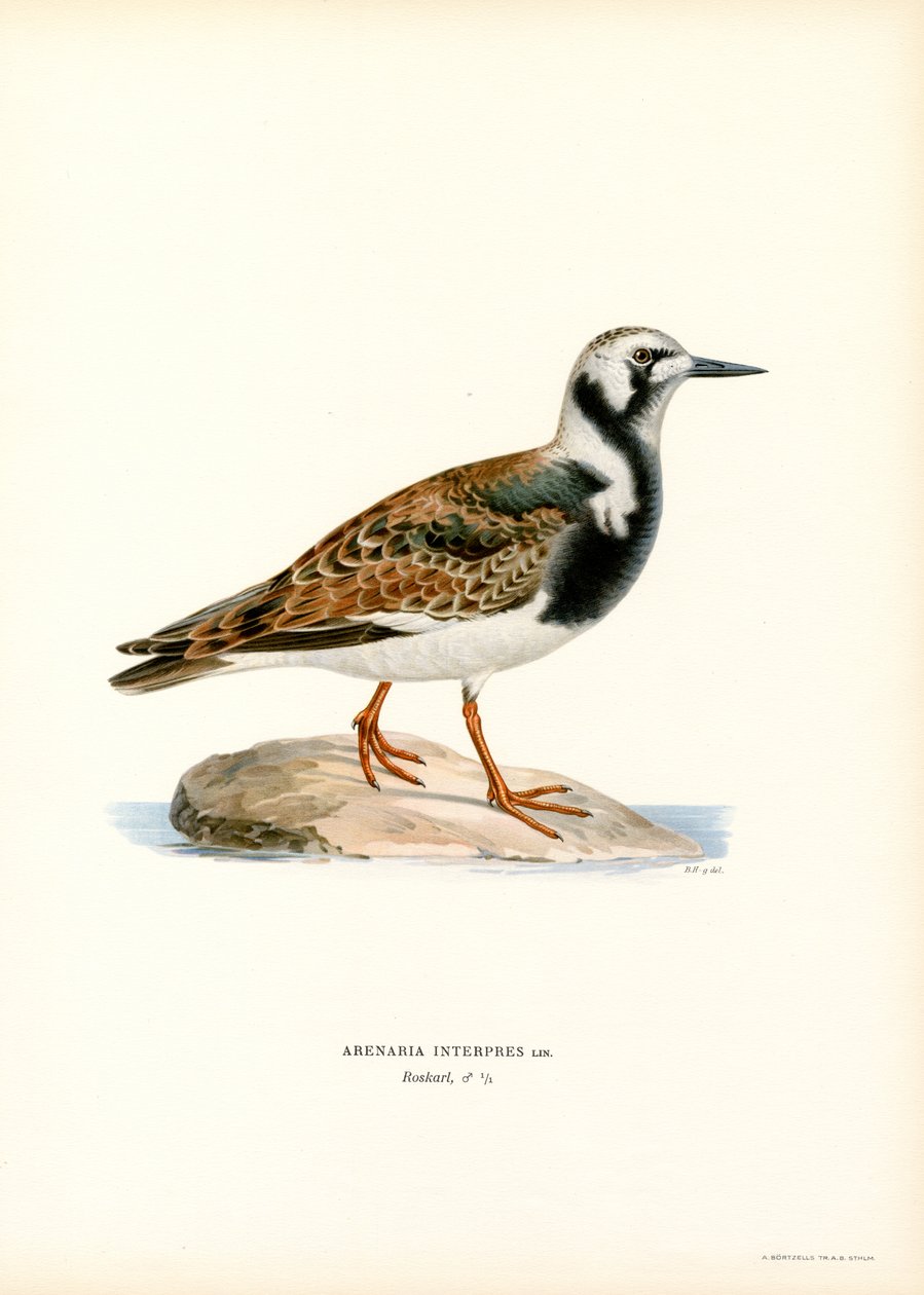 Ruddy Turnstone（彩色光刻） 作者 马格努斯·费迪南德和威廉·冯·赖特