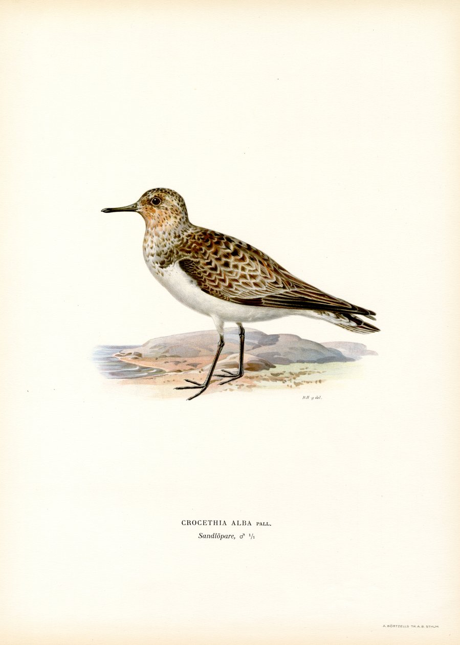Sanderling（彩色光刻） 作者 马格努斯·费迪南德和威廉·冯·赖特