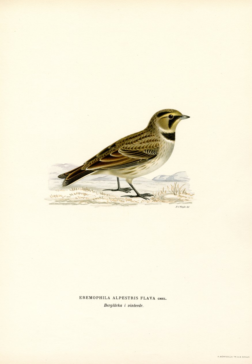 Shore Lark（彩色平版） 作者 马格努斯·费迪南德和威廉·冯·赖特