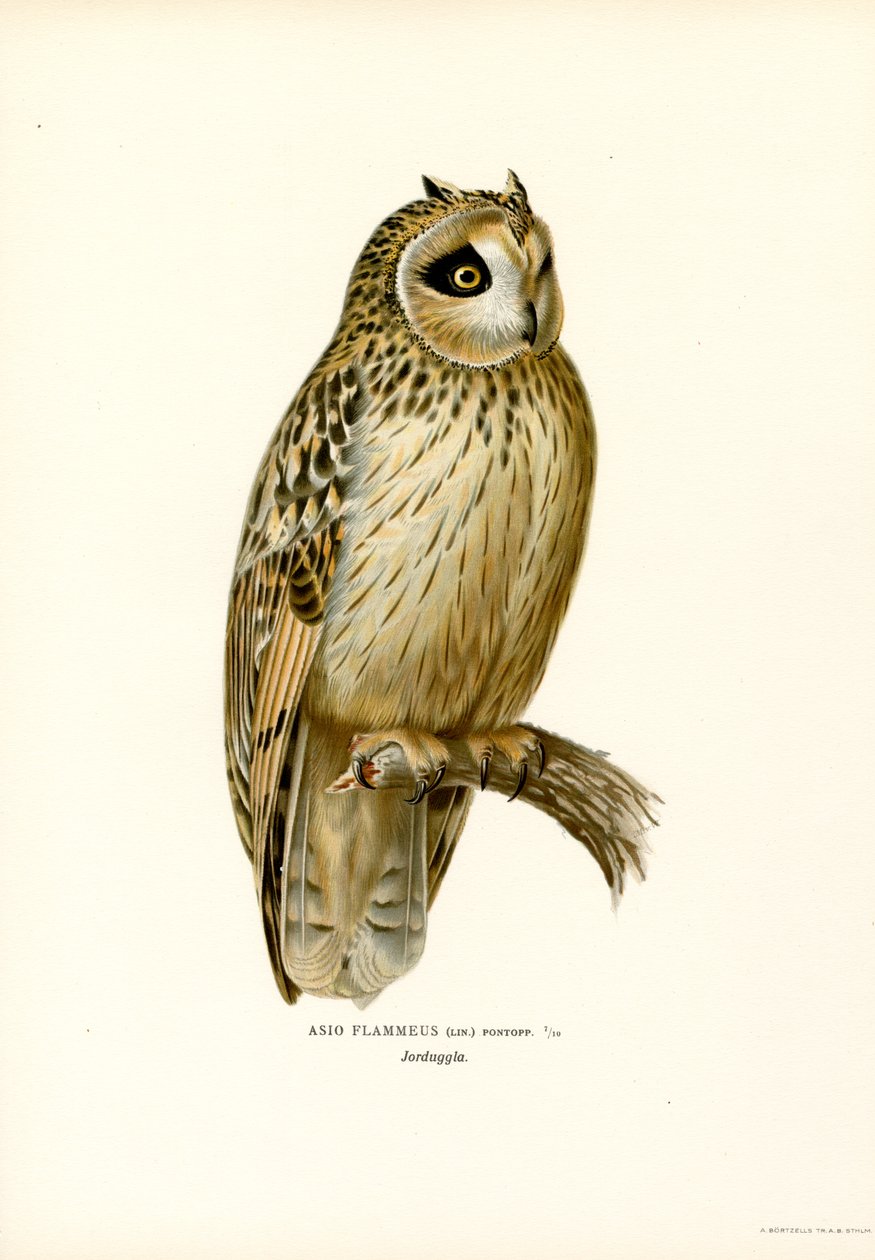 Short-eared Owl (colour litho)   1413017   zh       chinese Successfully Translated  Original: Cypress Avenue, Quinta Stanford (colour litho) Translat: Cypress Avenue, Quinta Stanford (colour litho) 1412799 zh chinese Successfully Translated Original: The  作者 马格努斯·费迪南德和威廉·冯·赖特