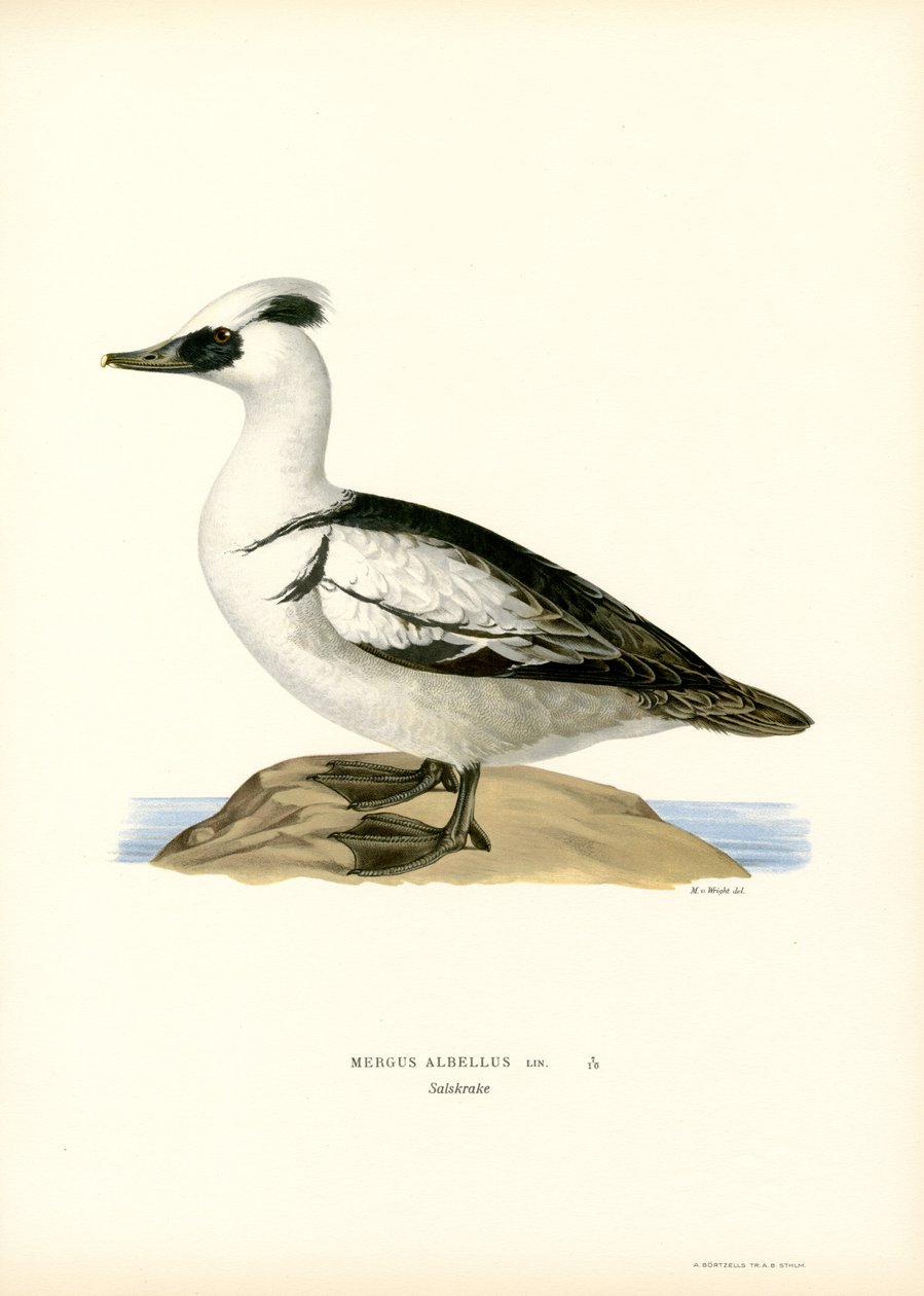 Smew（彩色印刷） 作者 马格努斯·费迪南德和威廉·冯·赖特