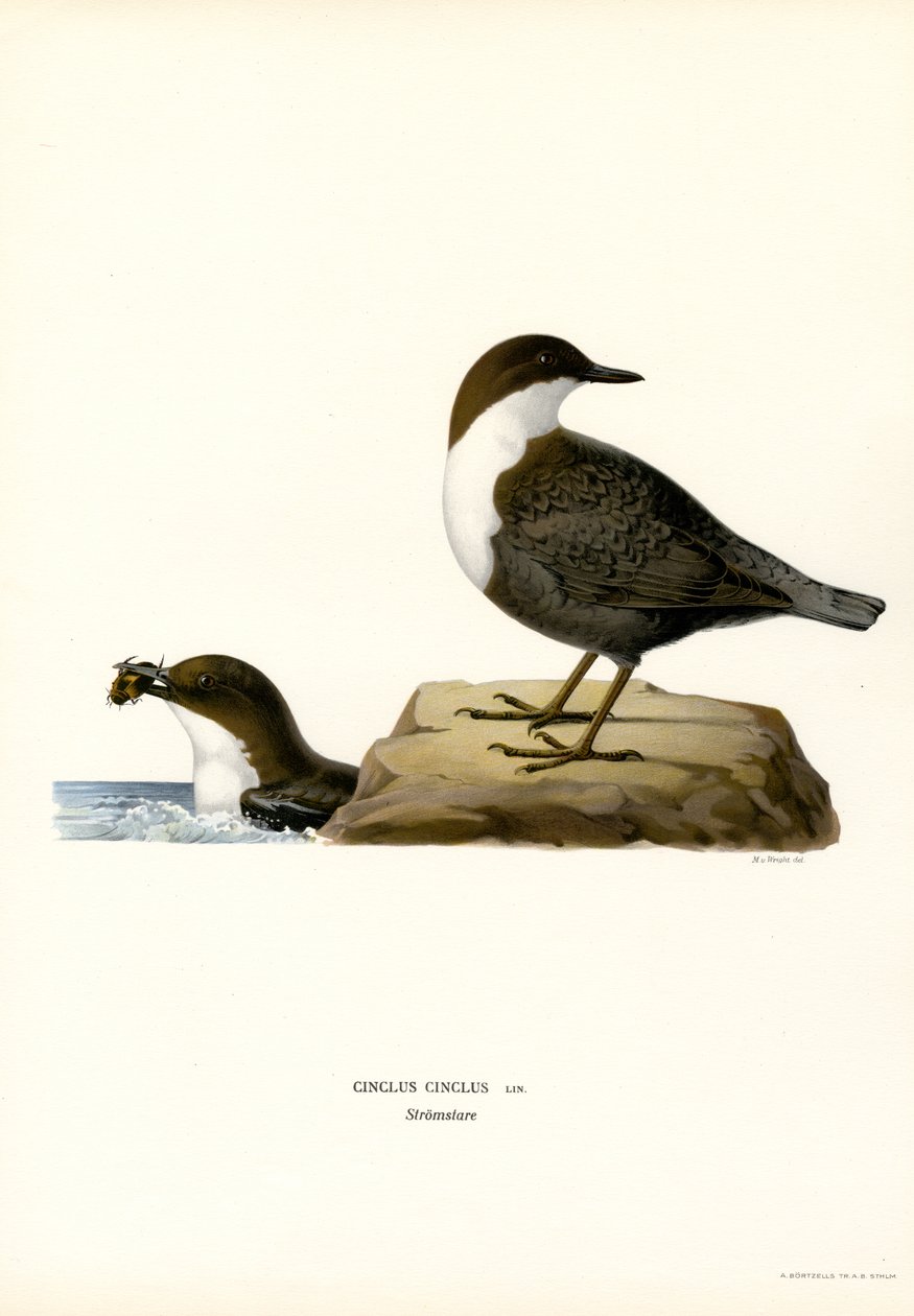 Water Ouzel（彩色平版印刷） 作者 马格努斯·费迪南德和威廉·冯·赖特