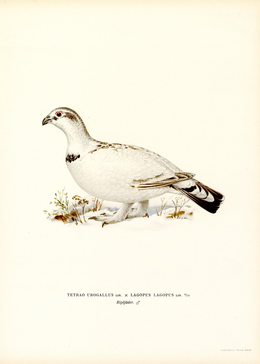 Western Capercaillie x Willow Ptarmigan（彩色石版画） 作者 马格努斯·费迪南德和威廉·冯·赖特
