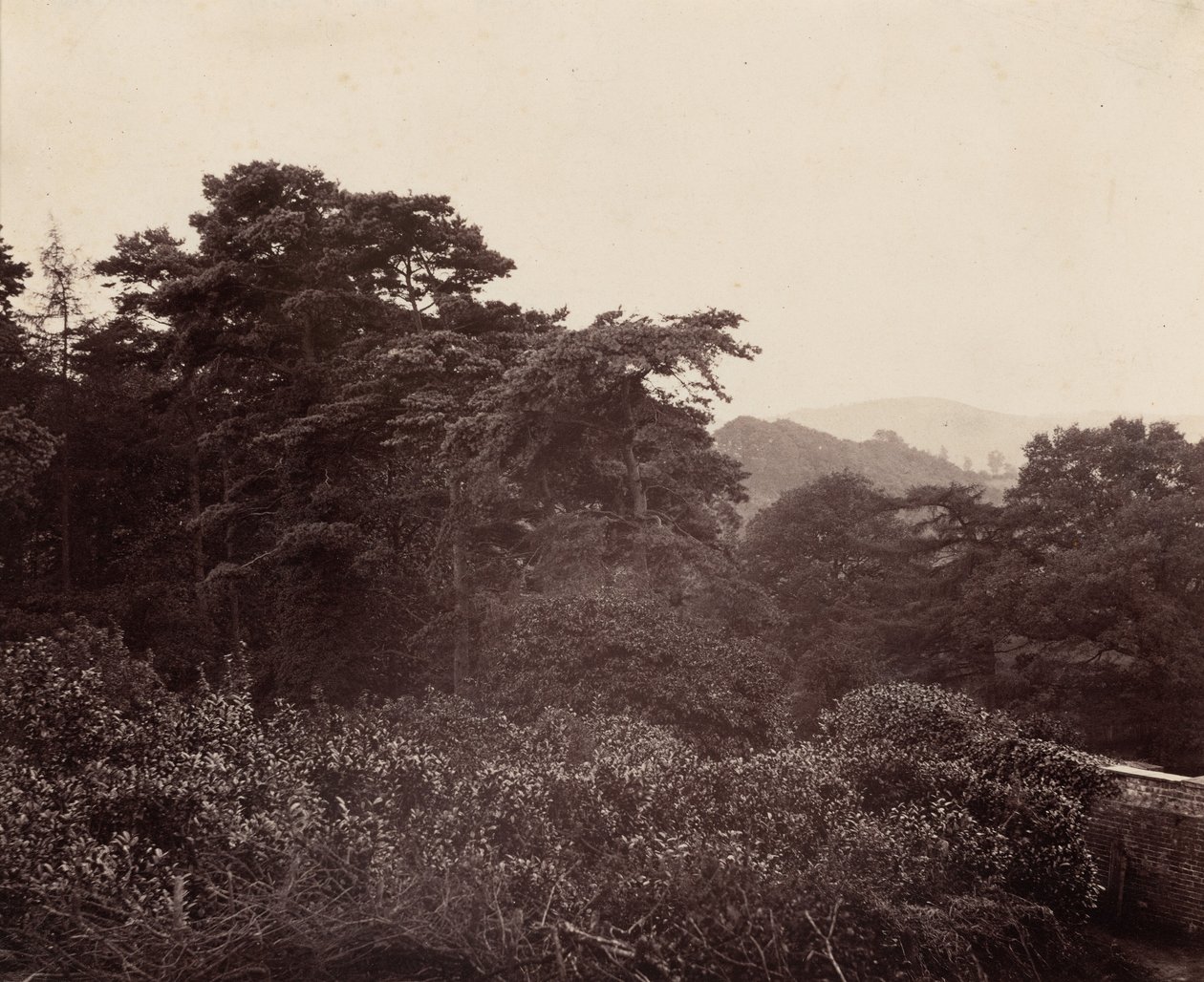 树叶研究，约 1863 年1863 年（照片） 作者 弗朗西斯·格雷斯利少校